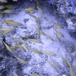 SCUBA